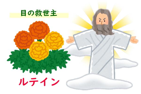 ルテインが一番