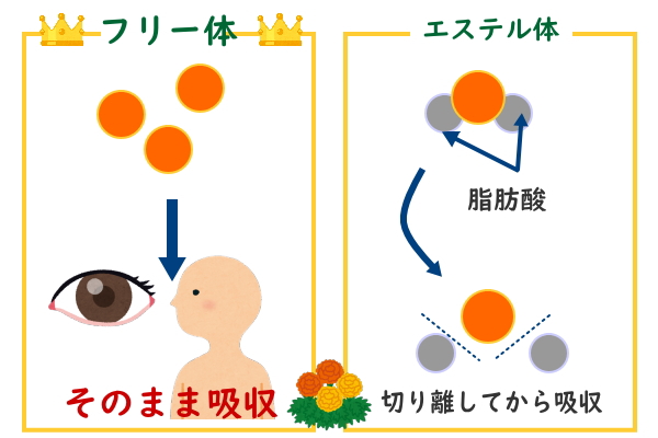 ルテインの種類